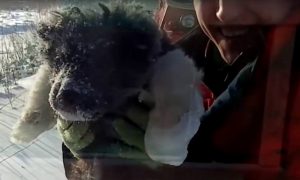 Двое рабочих на Ямале спасли погибающего в снежном плену щенка
