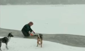 Девушка бросилась в ледяную воду спасать щенка, а хозяин струсил