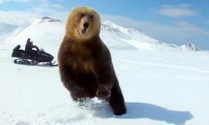 Как медведь едва не убил сахалинцев