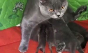 В Приморье кошка  позаботилась  о новорожденных енотах