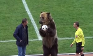 России снова досталось от США: теперь из-за медведя Тимы