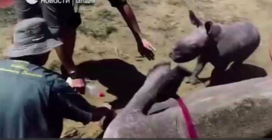 Храбрый носорожек защищает свою маму 