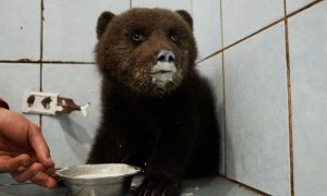 Жители Ленобласти спасли медвежонка-потеряшку