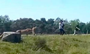 Атакованный гепардами на сафари француз бросил жену с ребенком