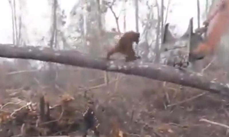 Обезьяна пыталась остановить бульдозер, уничтожающий её лес 