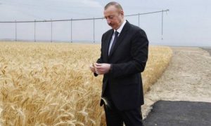 Для президента Азербайджана уложили асфальт по полю ради фото