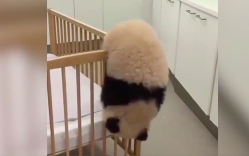 Неуклюжий детеныш панды 