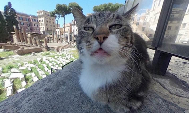 Итальянский кот испортил карты Google 