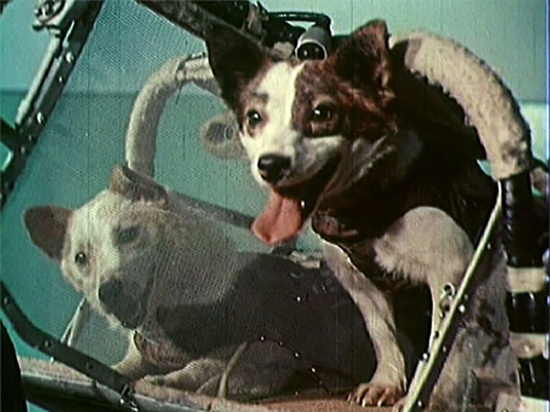 19 августа 1960. Белка и стрелка 1960 год. Полёт белки и стрелки в космос. Первые собаки космонавты белка и стрелка. Собаки в космосе елка и стрелка.