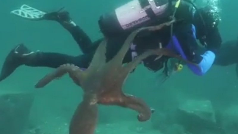Приморский осьминог вступил в схватку с дайвером 