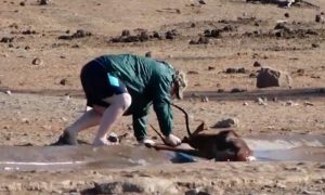 Турист спас антилопу от жуткой смерти в болоте ЮАР