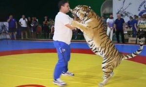 Мужчина устроил поединок самбо с тигром в Крыму