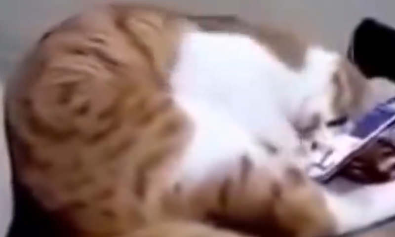 Кошка увидела умершую хозяйку на видео 