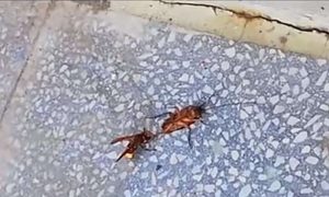 Неожиданный финал сражения шершня и таракана