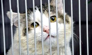 Суд в Барнауле вынес приговор коту-вору