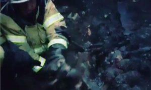 Пожарные спасли восемь новорожденных щенят