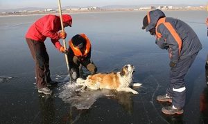 В Забайкалье спасли вмерзшую в озеро собаку