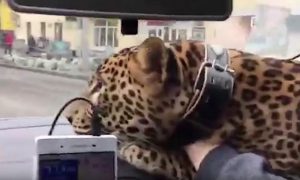 Леопарда прокатили на переднем сиденье такси в Екатеринбурге