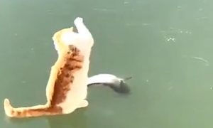 Кот станцевал брейк-данс вокруг вмерзшей в лед рыбы