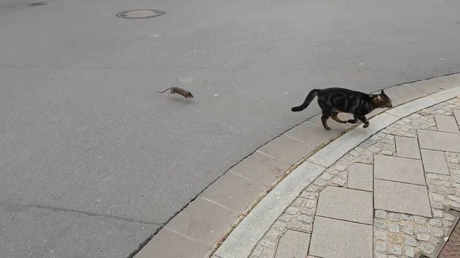 Смелая крыса заставила кота спасаться бегством 