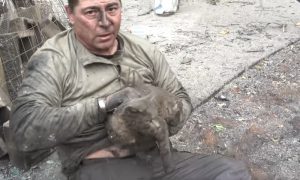 Калифорниец спасает кошек  после пожара