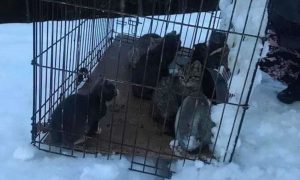 Прохожий спас 12 котят, брошенных на морозе в клетке