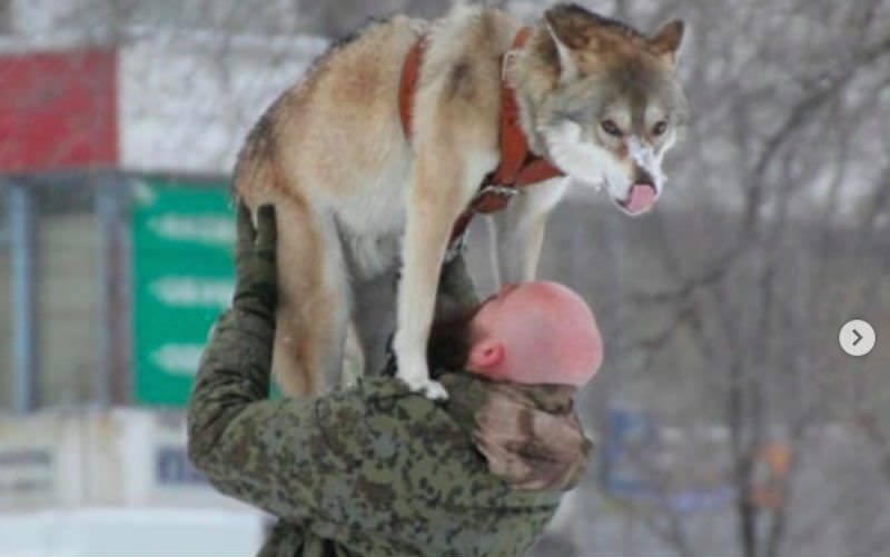 Семья из Волгограда живет с волком и собаками в однушке 
