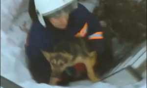 Новосибирские спасатели освободили упавшую в заброшенный погреб собаку