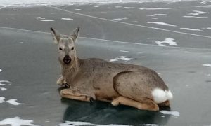 Полицейские спасли обессилевшую косулю на Байкале