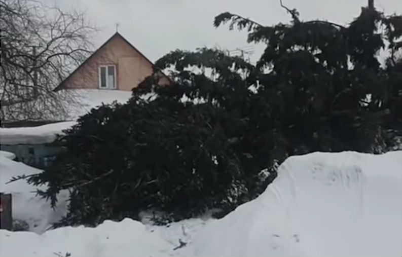 Срубившие елку у частника чиновники выбросили ее обратно на участок 