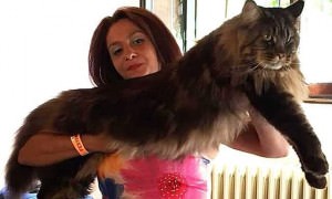 Самый длинный кот в мире