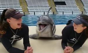 Дельфины тоже люди?