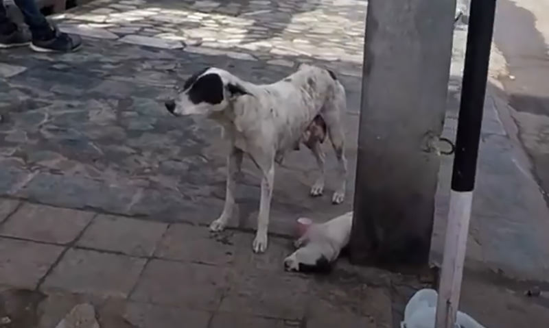 Мать раненного щенка отчаянно звала людей на помощь 