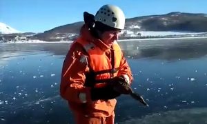 В Камчатском крае спасатели освободили утку, примерзшую ко льду