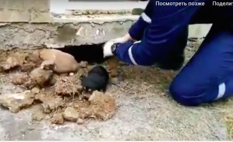 Спасатели прорыли тоннель ради 10 осиротевших щенков 