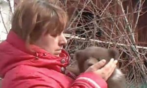 Женщина спасла медвежонка из ловушки и попала за решетку