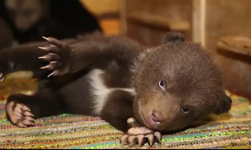 В Тверской области выхаживают 10 медвежат, оставшихся без матери 