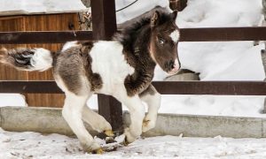 В зоопарке Екатеринбурга появился на свет жеребенок 