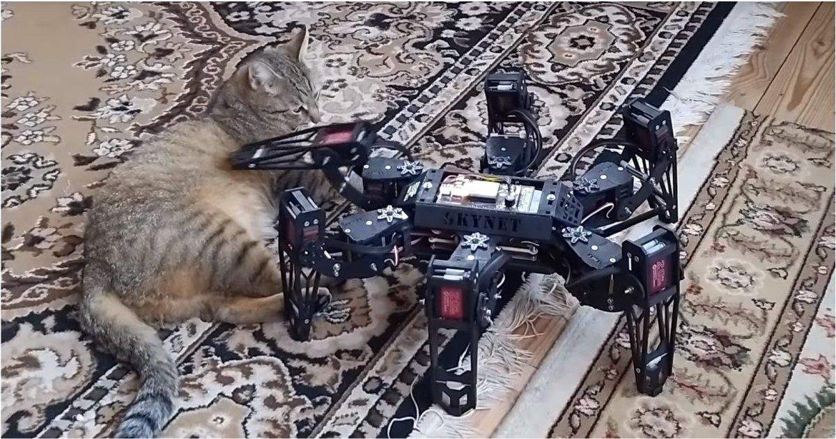 Люди вымерли остались роботы. Робот кот злой. Поверженный кот. Кот побеждает кота. Кот свой собственный.