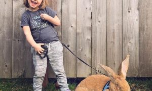 Трехлетней малышке подарили гигантского кролика: пришлось подружиться