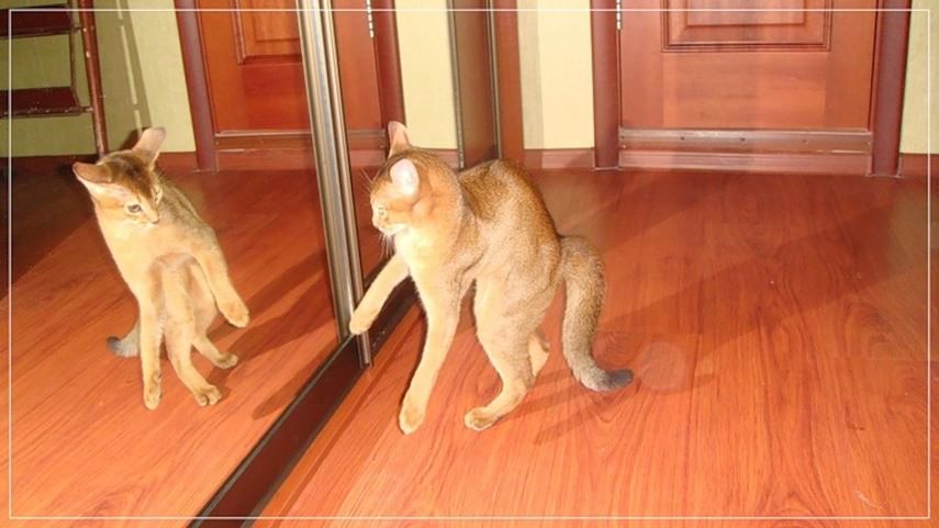 Почему в зеркале видно. Зеркало кот. Кот перед зеркалом. Кошка перед зеркалом. Зеркало "котик".