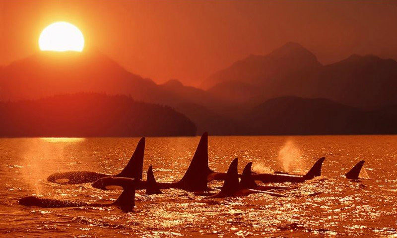 Календарь: 23 июля - Всемирный день китов и дельфинов 