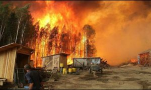 Площадь лесных пожаров в Красноярском крае стала сопоставима с территорией Черногории