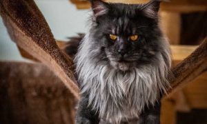 «Оборотень!»: гигантский кот привел соцсети в трепет