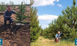 Житель Саратова вырастил сосновый лес на месте свалки