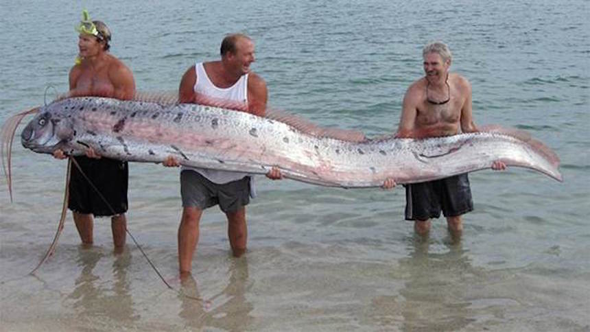 У берегов России рыбаки впервые поймали сельдяного короля 