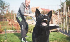 Нападение собаки на человека может обернуться уголовным делом для ее хозяина