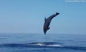 В Италии самка дельфина отблагодарила рыбаков, спасших ее детеныша