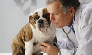 Ветеринар рассказал о последнем желании домашних животных перед смертью