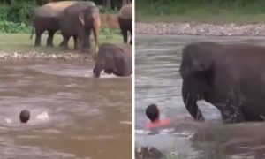 Чуткий слоненок бросился спасать человека и умилил сети